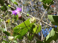 Ipomoea villifera