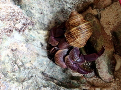 Coenobita brevimanus