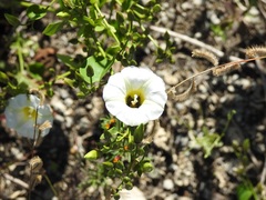 Ipomoea corymbosa