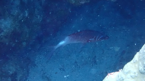 Fanfin soldier (Sargocentron caudimaculatum) — Holocentridae