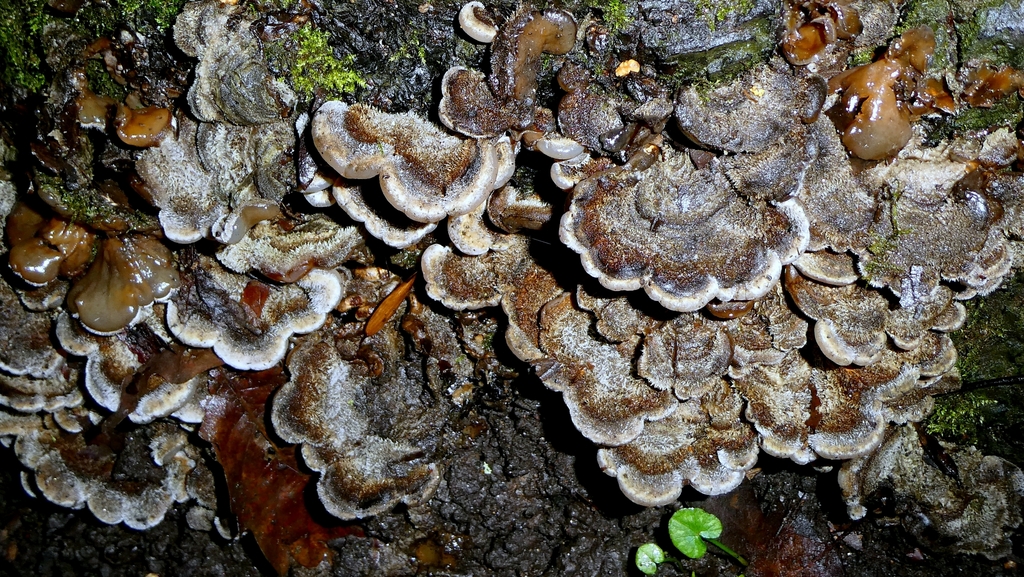 Auricularia mesenterica · January 2026 · photo: © patricklm35 (iNaturalist, cc0)
