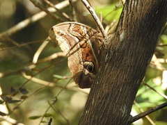 Eryphanis aesacus