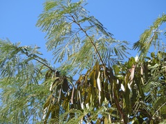 Leucaena diversifolia