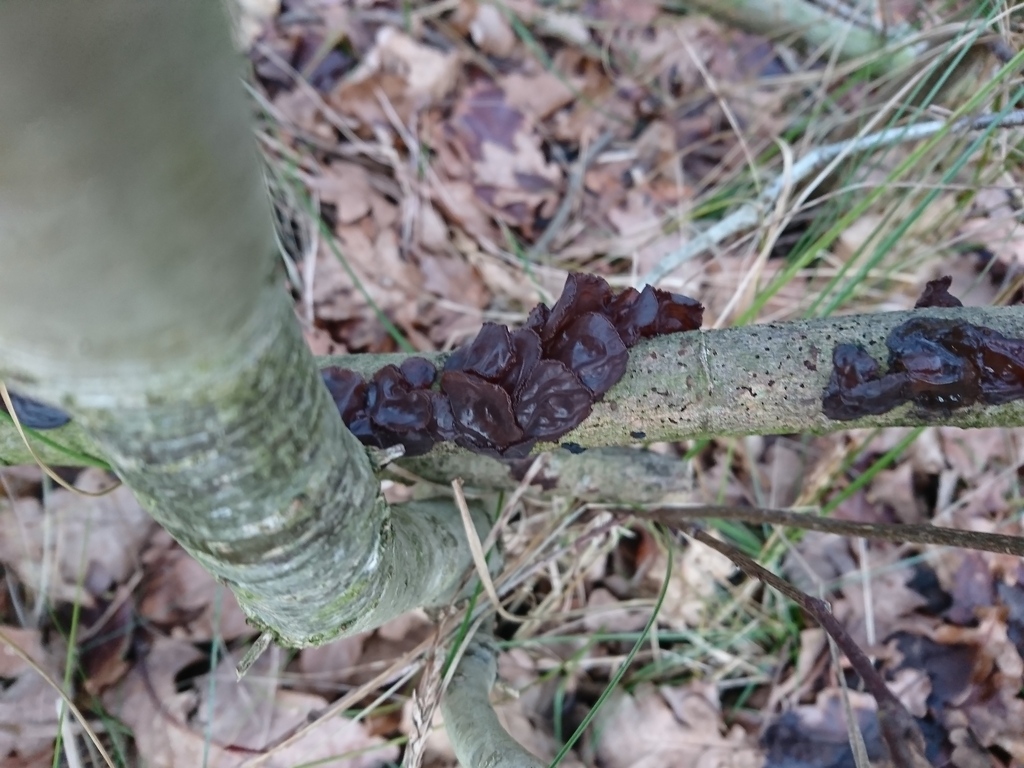 Exidia recisa · January 2026 · photo: © jadekf (iNaturalist, cc0)