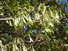 Gyrocarpus mocinoi