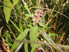 Salvia lasiantha