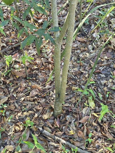Foto de Joá-de-capote