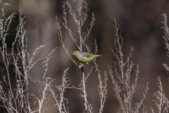 Carduelis citrinella