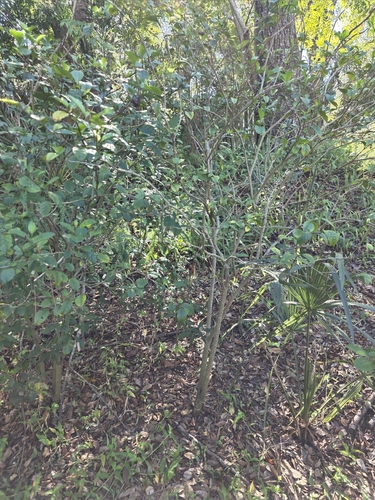 Foto de Joá-de-capote