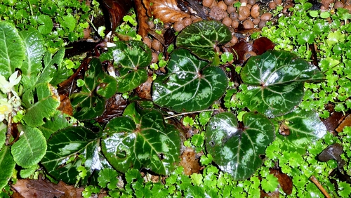 Ciclamino