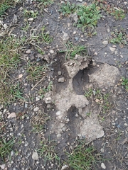 Odocoileus hemionus hemionus