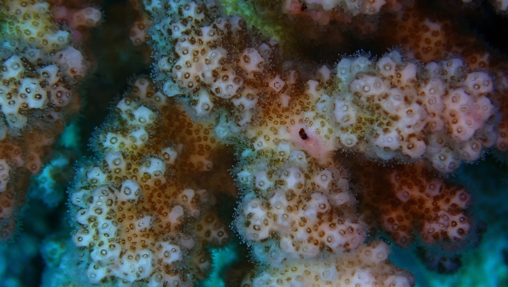 Pocillopora favosa