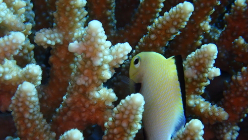 Marginate dascyllus (Dascyllus marginatus) — Pomacentridae — 3