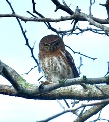 Glaucidium siju