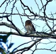 Glaucidium siju