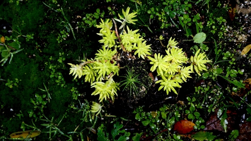 Mexican stonecrop