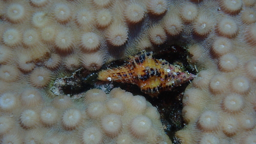 Latirus polygonus observed 2026-01-08