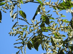 Sageretia elegans