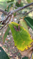 Oncometopia hamiltoni