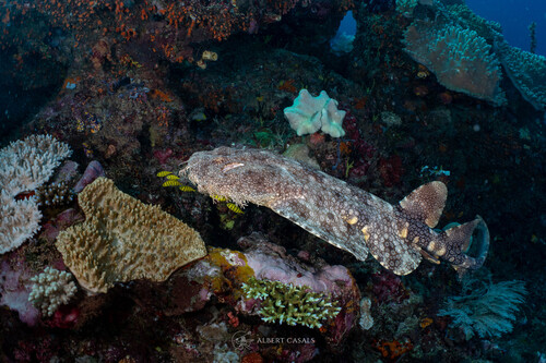 Tasselled wobbegong