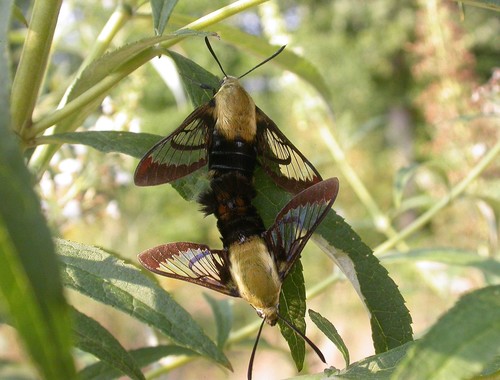Snowberry Clearwing, photo 2 of 10
