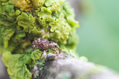 Trachodes hispidus
