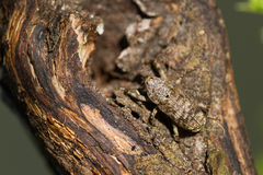 Gasterocercus depressirostris