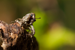 Gasterocercus depressirostris