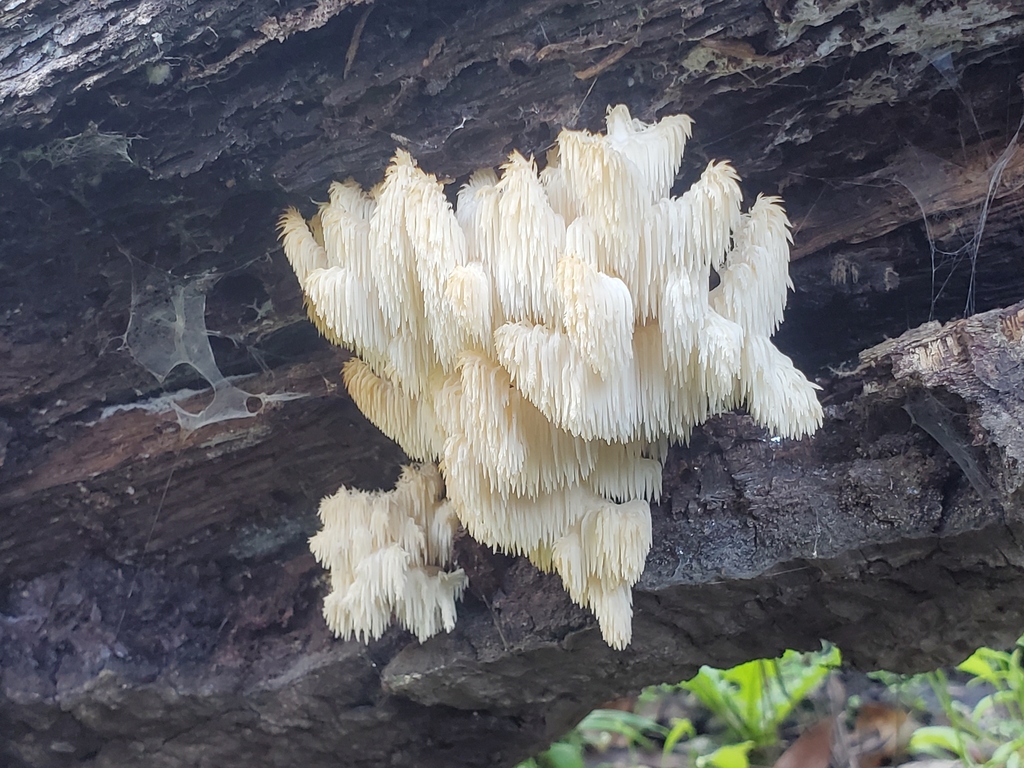 Hericium coralloides · January 2026 · photo: © arlenedevitt (iNaturalist, cc-by)