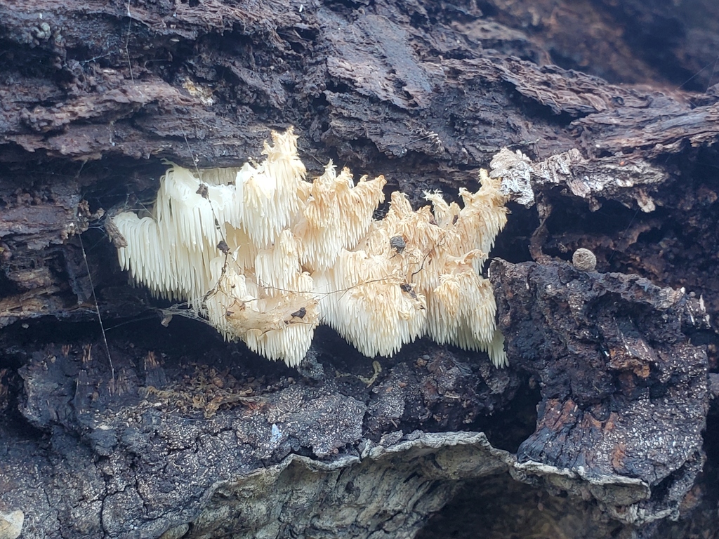 Hericium coralloides