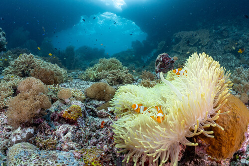 Ocellaris Anemonefish — seen at this dive site