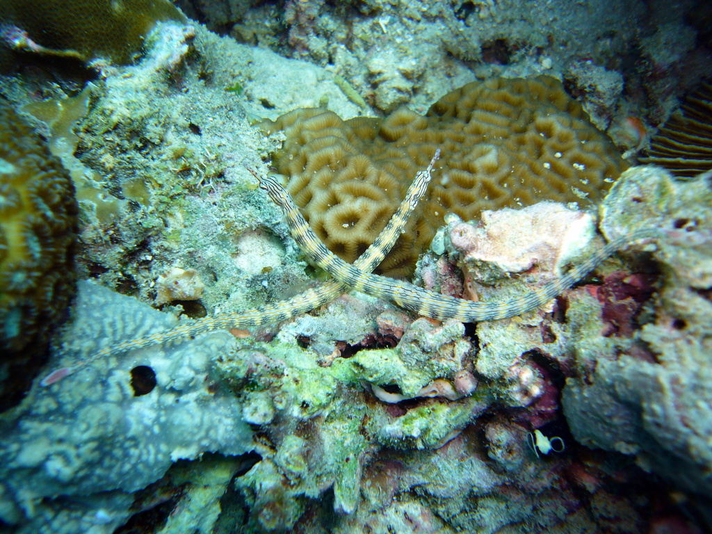 Banded pipefish