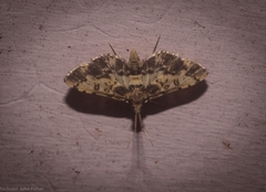Nacoleia amphicedalis