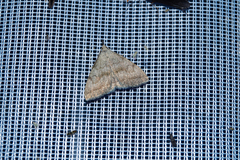 Pechipogo strigilata