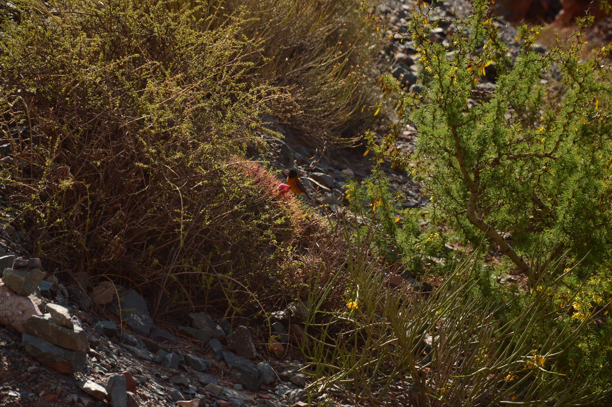 Black-hooded Sierra Finch (Phrygilus atriceps), photo 2