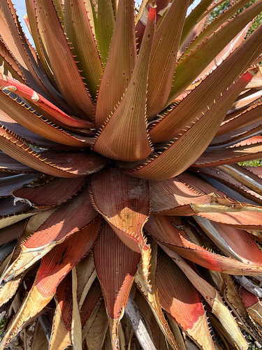 red-spined aloe (Aloe lineata)