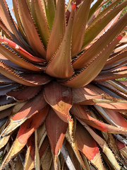 Aloe lineata, photograph (c) Dave U, some rights reserved (CC BY-SA)