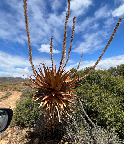 Aloe lineata, photograph 3