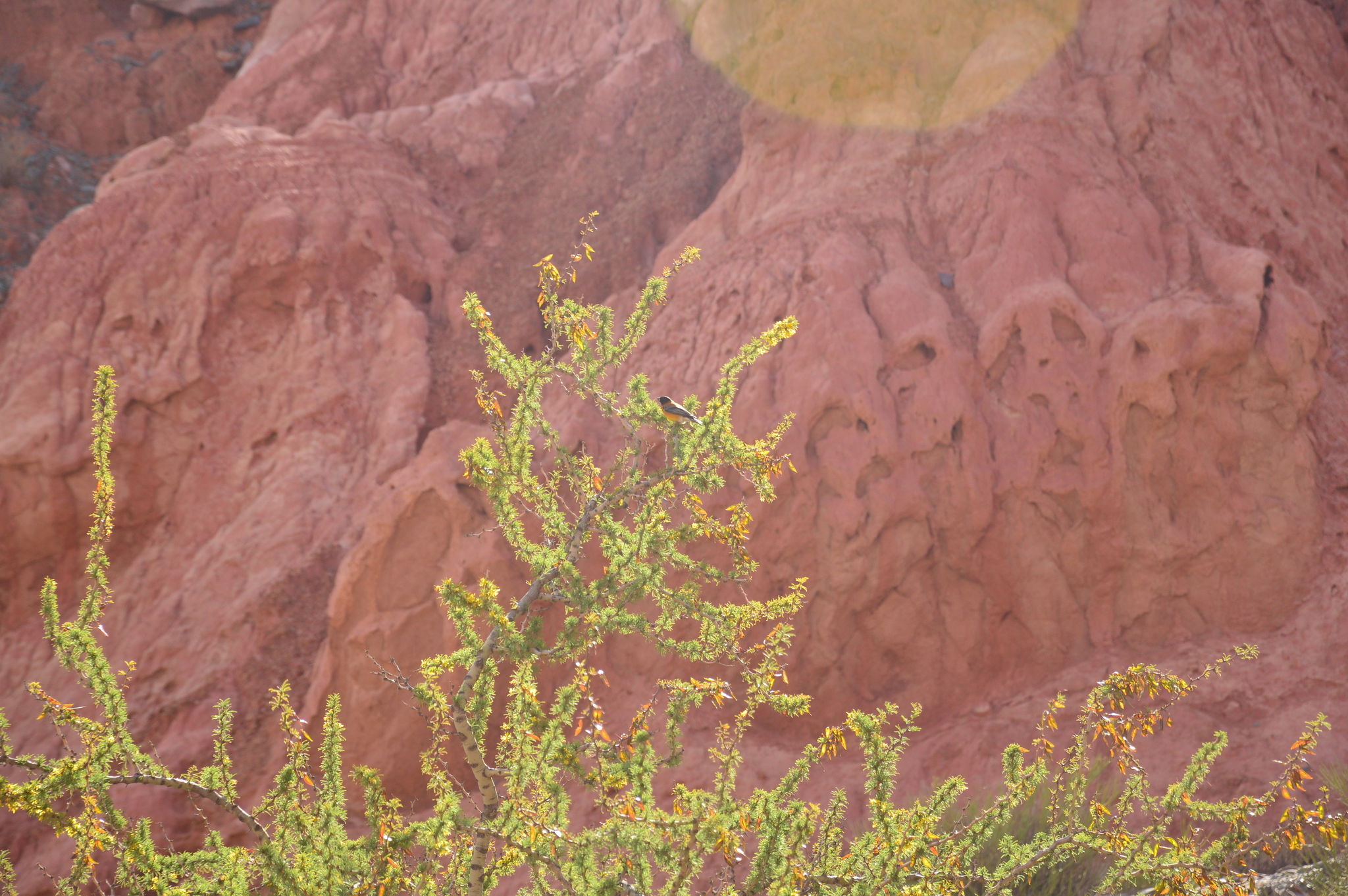 Black-hooded Sierra Finch (Phrygilus atriceps), photo 3