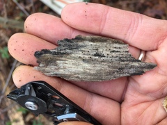 Pseudolachnea hispidula
