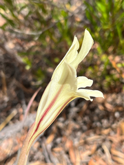(c) Dave U, some rights reserved (CC BY-SA) Gladiolus floribundus, photograph (c) Dave U, some rights reserved (CC BY-SA)