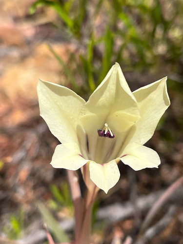 Common Swordlily (Gladiolus floribundus)