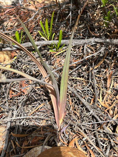 Gladiolus floribundus, photograph 5
