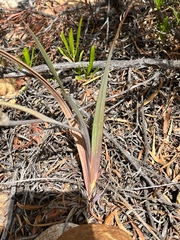 (c) Dave U, some rights reserved (CC BY-SA) Gladiolus floribundus, photograph (c) Dave U, some rights reserved (CC BY-SA)