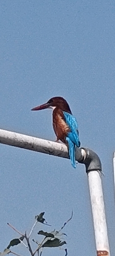 White-throated Kingfisher