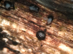 Pseudolachnea hispidula
