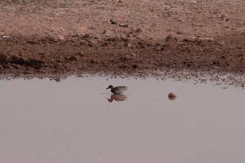 Green-winged Teal