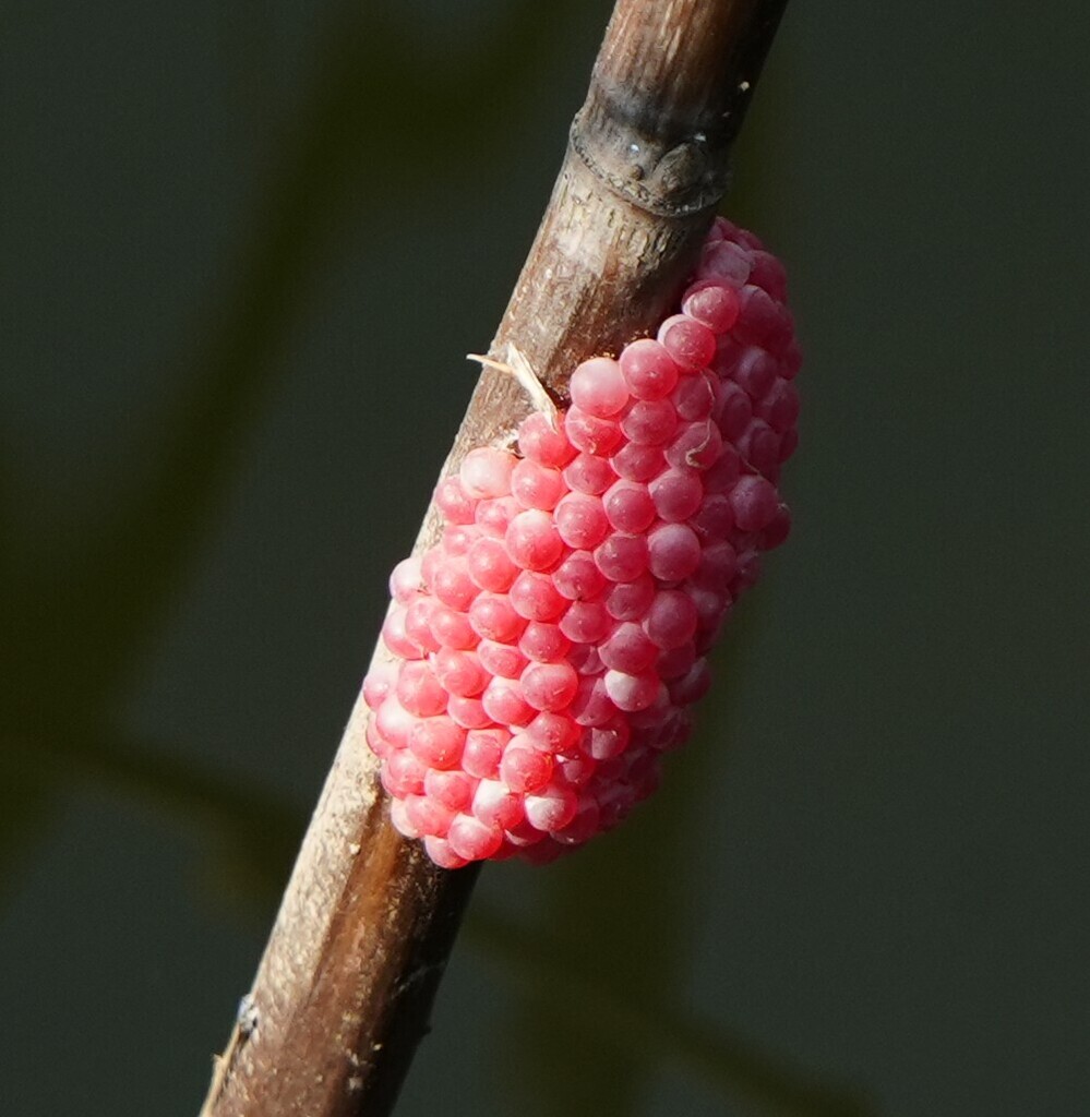 Pomacea canaliculata