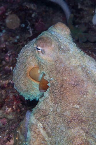 Reef Octopus