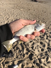 Umbrina roncador